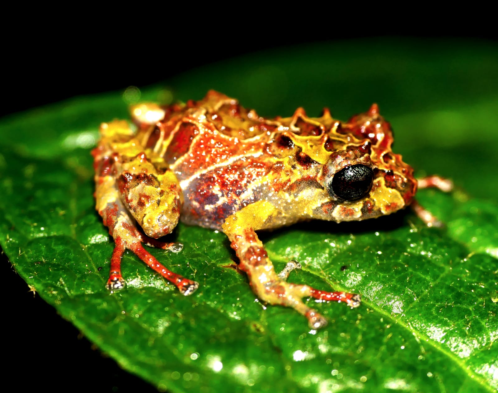 Pristimantis normaewingae